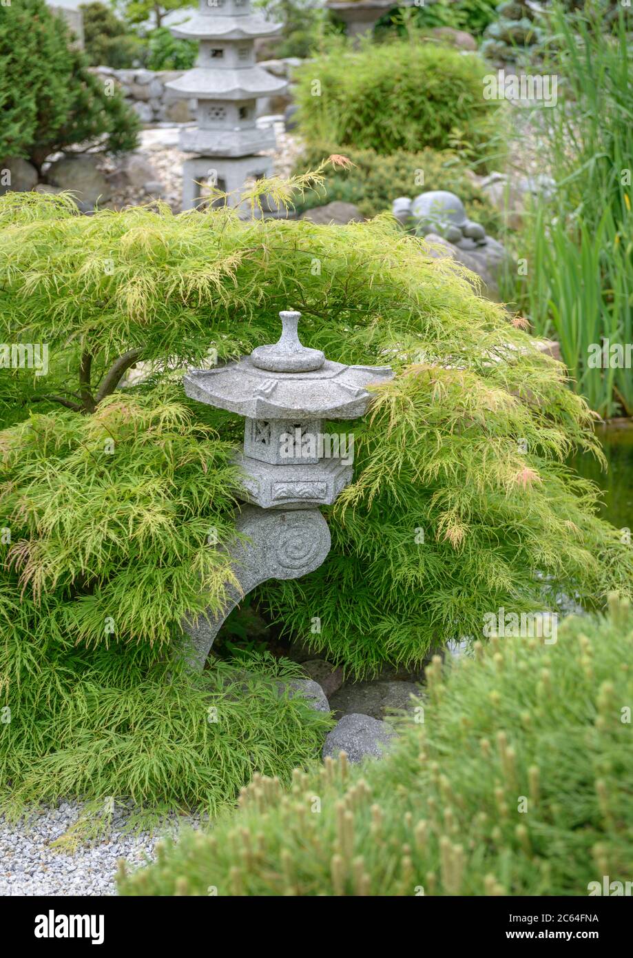 Japanischer Garten, Gruener SchlitzAhorn Acer palmatum Dissectum Stock