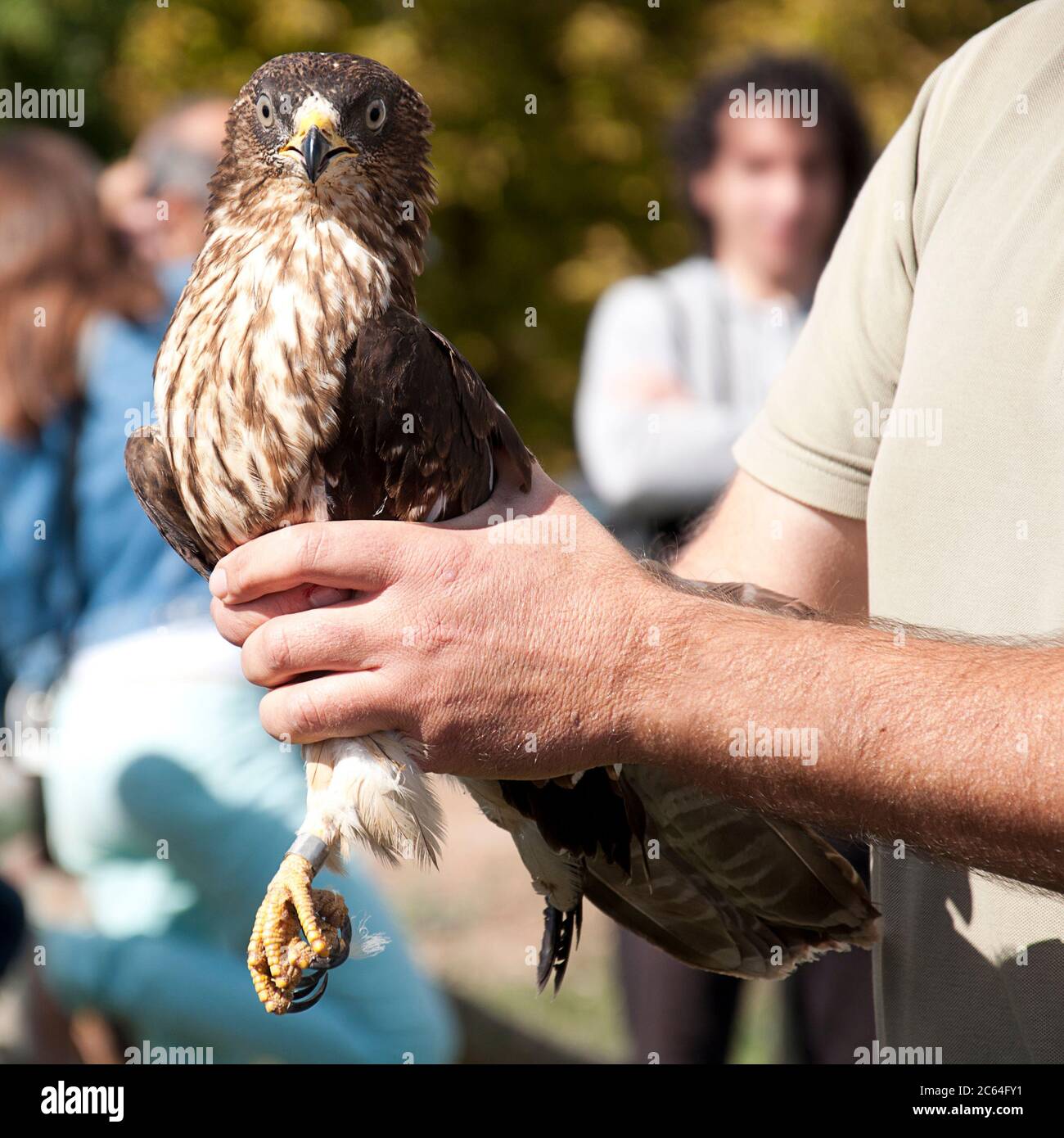 European Honey Buzzard (Pernis apivorus), wounded in the hands of a veterinarian, in the background a blurred group of people watching the scene Stock Photo