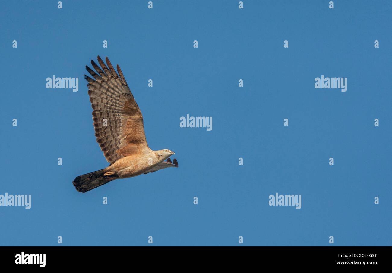Crested Honey Buzzard (Pernis ptilorhynchus) flying past on the east Asian flyway in China. Following the coastal route. Showing under wing pattern. Stock Photo