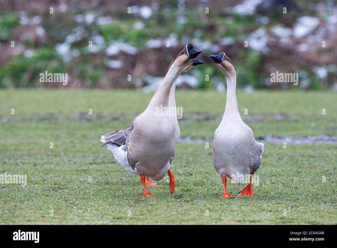 Escaped Chinese Geese in the Netherlands. Three birds walking and calling on a meadow during winter. This is a breed of domesticated goose descended f Stock Photo