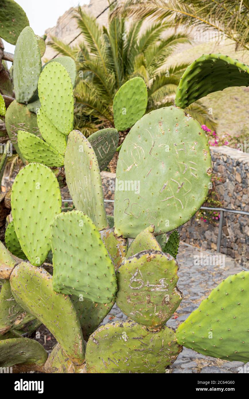 Higo pico hi-res stock photography and images - Alamy