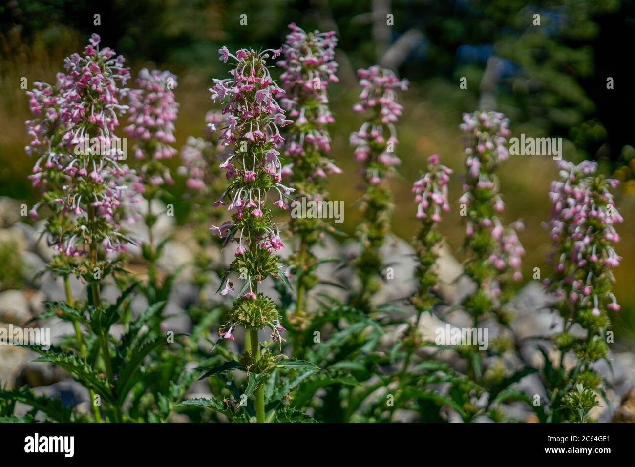 Morina longifolia plant in full bloom Stock Photo