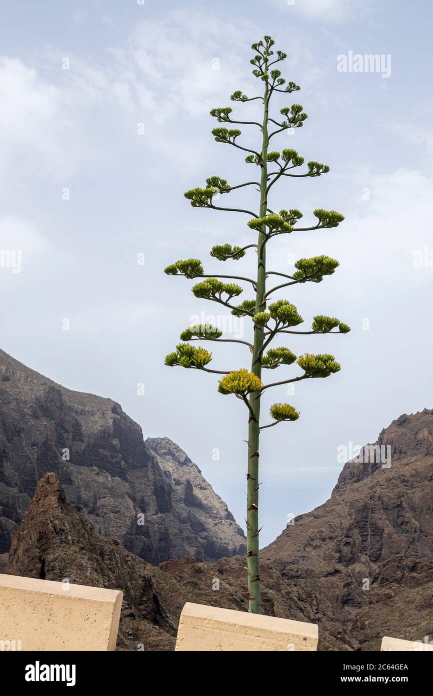 Agave americana flower stem in Masca, Tenerife, Canary Islands, Spain