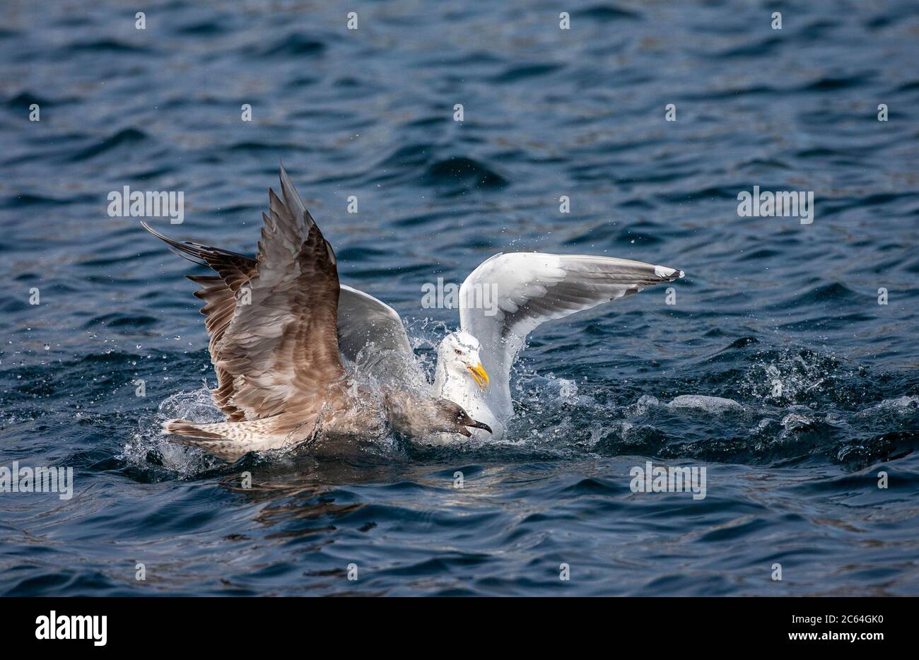 Slaty-backed Gull (Larus schistisagus) wintering on Hokkaido, Japan. Adult fighting for food with an immature gull species. Stock Photo