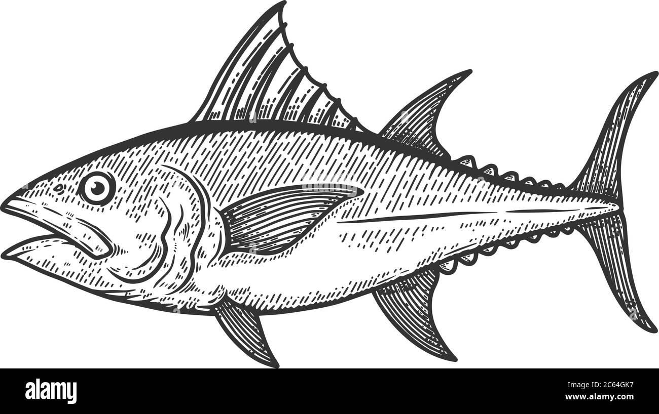 illustration-of-tuna-fish-in-engraving-style-design-element-for-logo-label-sign-poster-t