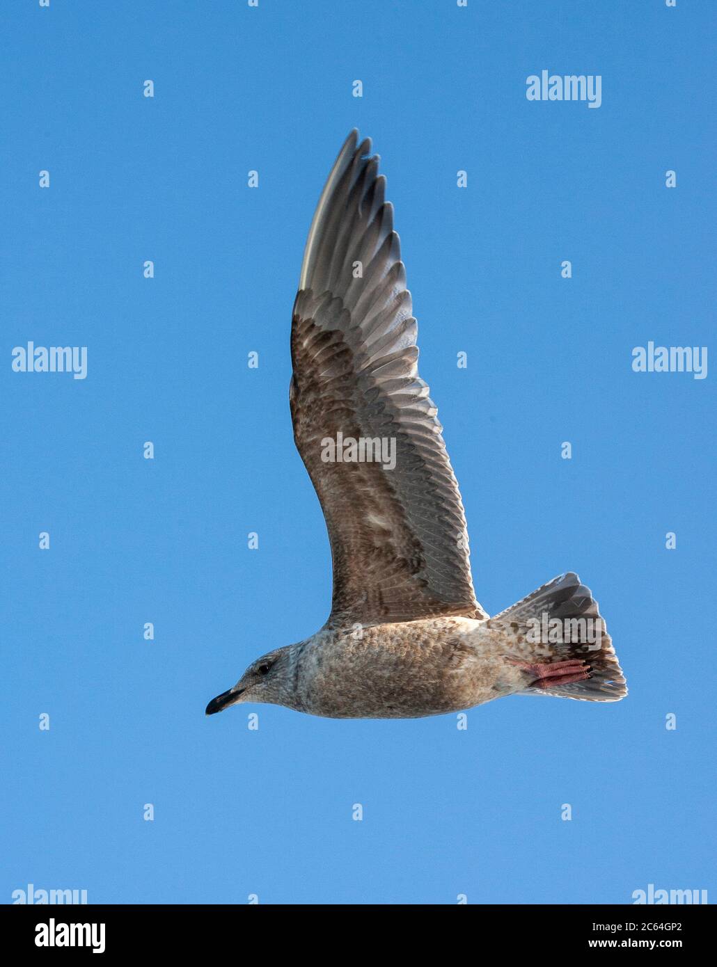 Second calendar year Slaty-backed Gull (Larus schistisagus) on Hokkaido, Japan. In flight, seen from below. Stock Photo