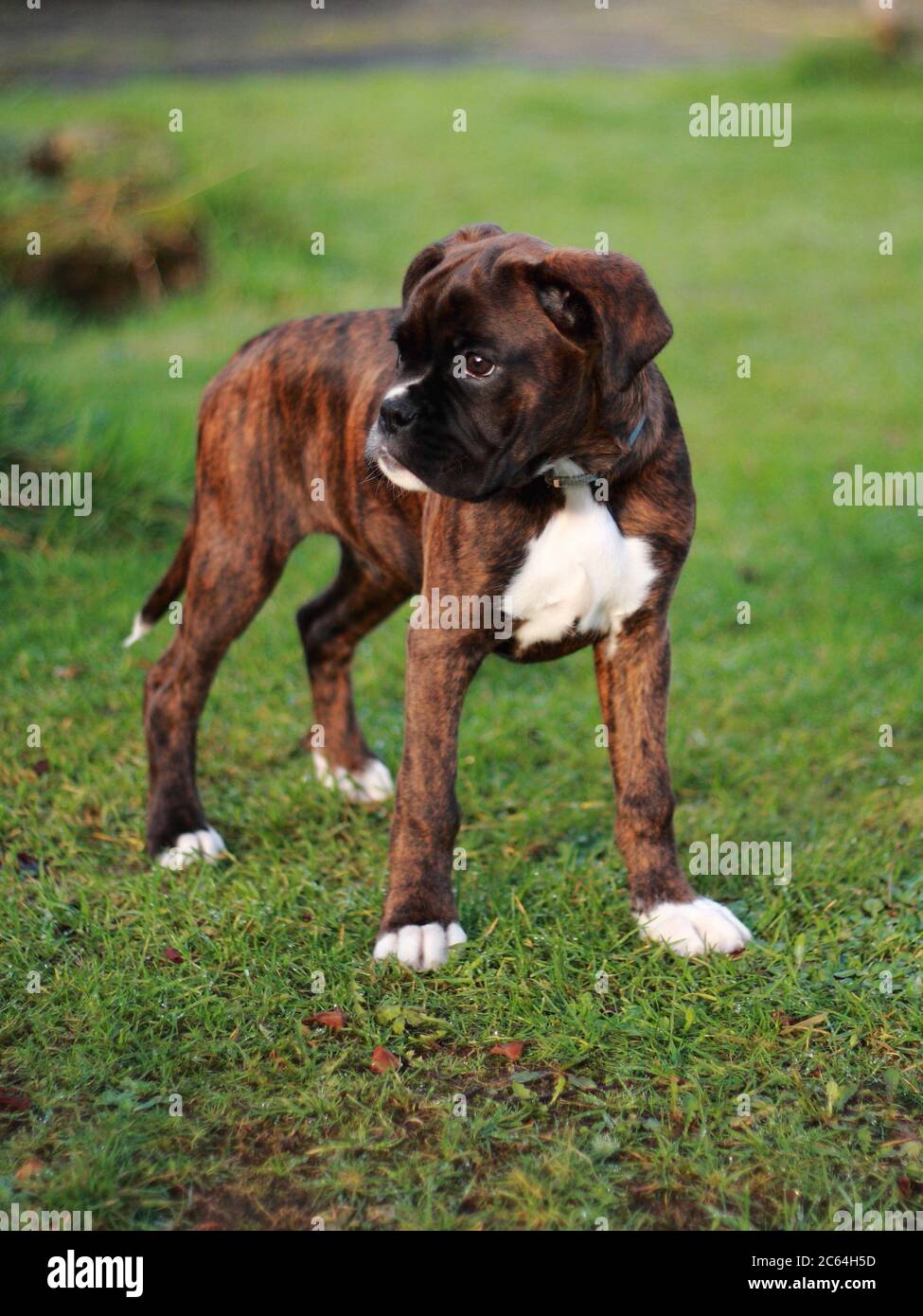 Brindle boxer hires stock photography and images Alamy