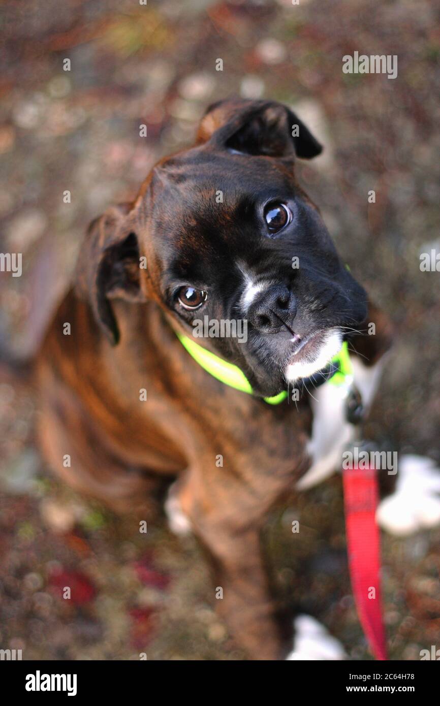 puppy portrait up close, brindle boxer, black mask, selective focus and blurred background Stock Photo