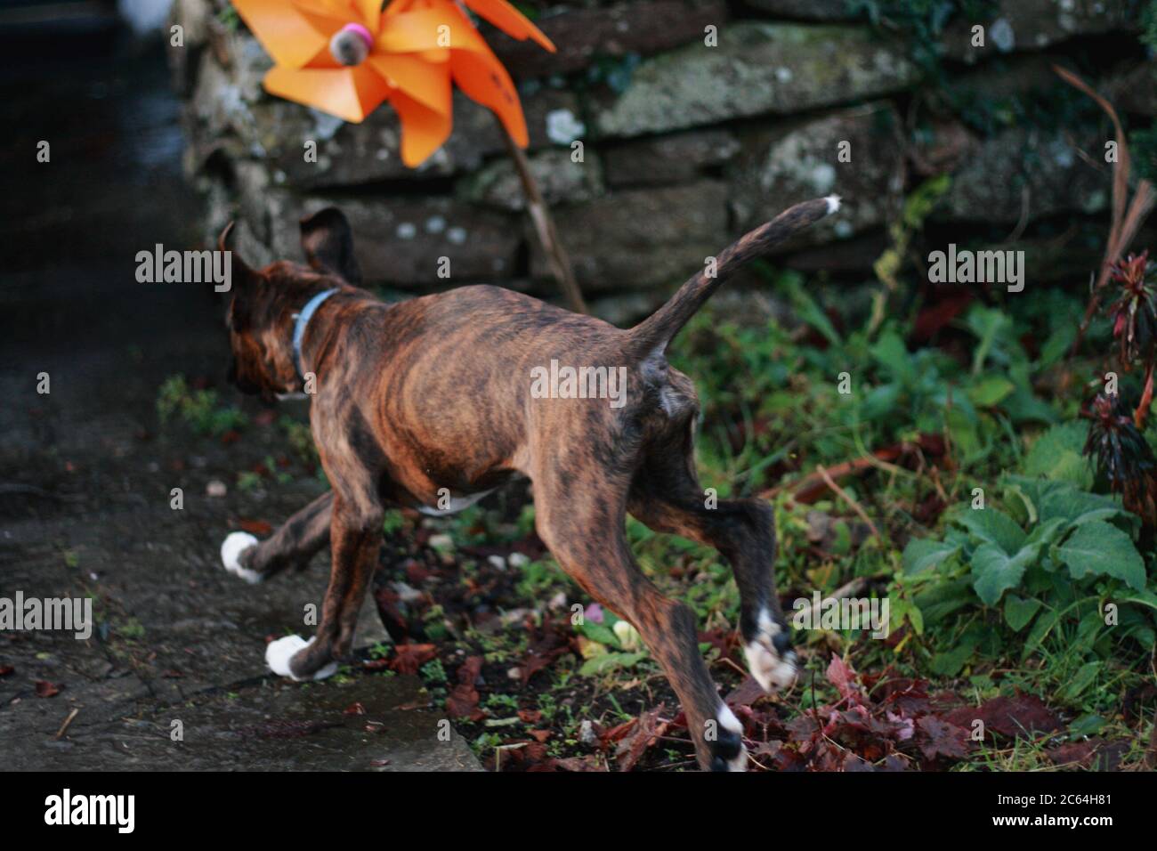 young brindle boxer puppy running in the garden Stock Photo