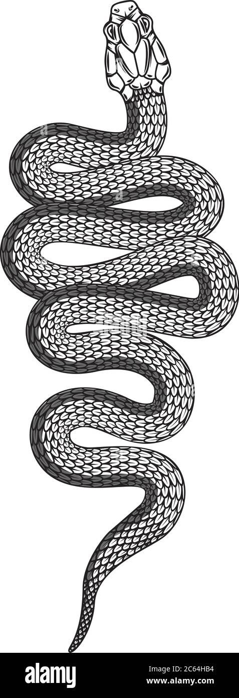 Illustration of poisonous snake  in engraving style. Design element for logo, label, emblem, sign, badge. Vector illustration Stock Vector