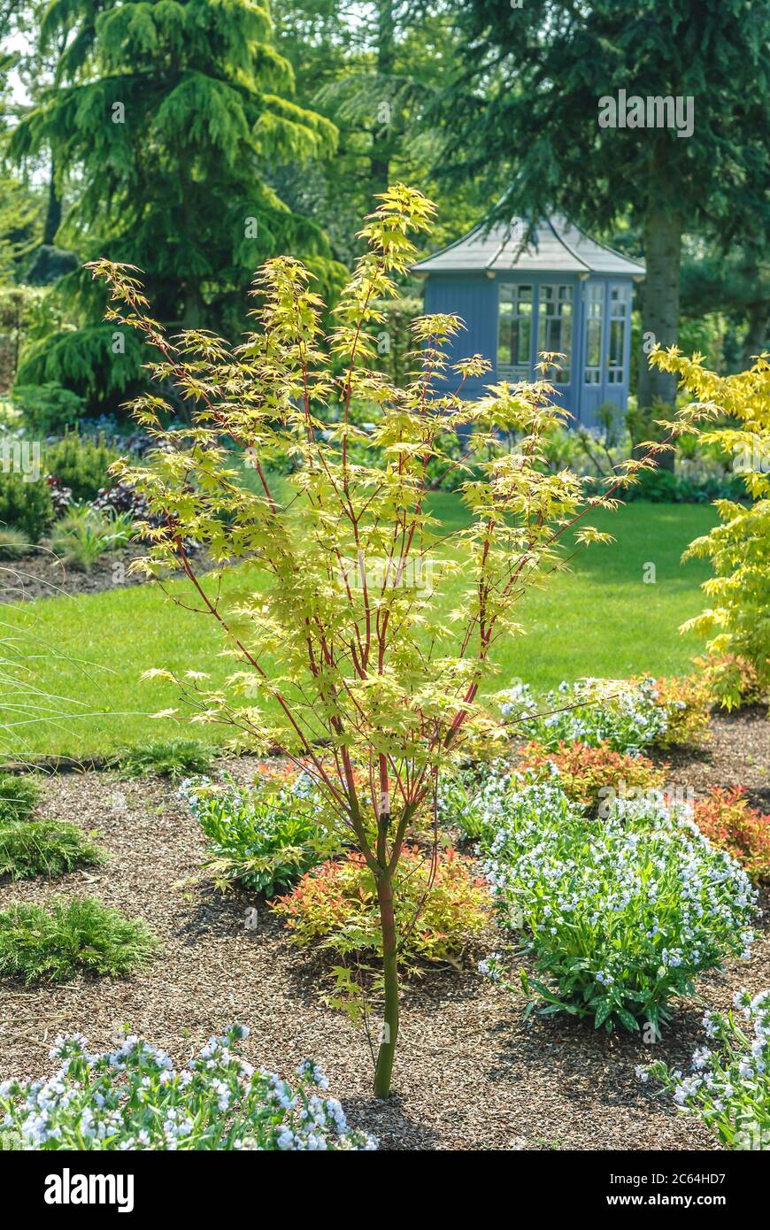Acer palmatum waka momiji hi-res stock photography and images - Alamy