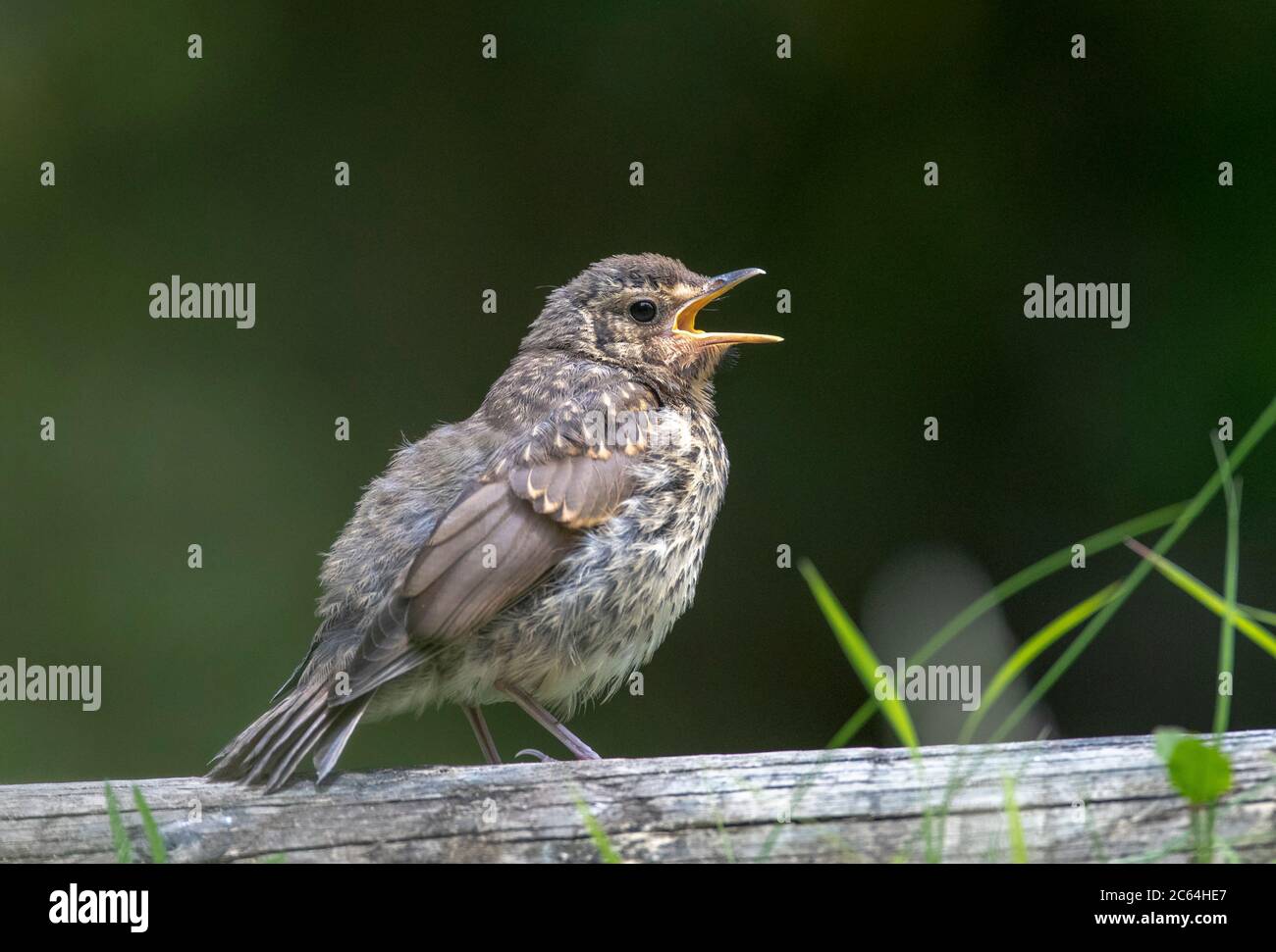 Introduced Song Thrush (Turdus philomelos) in New Zealand. Fledgling calling from a log. Stock Photo