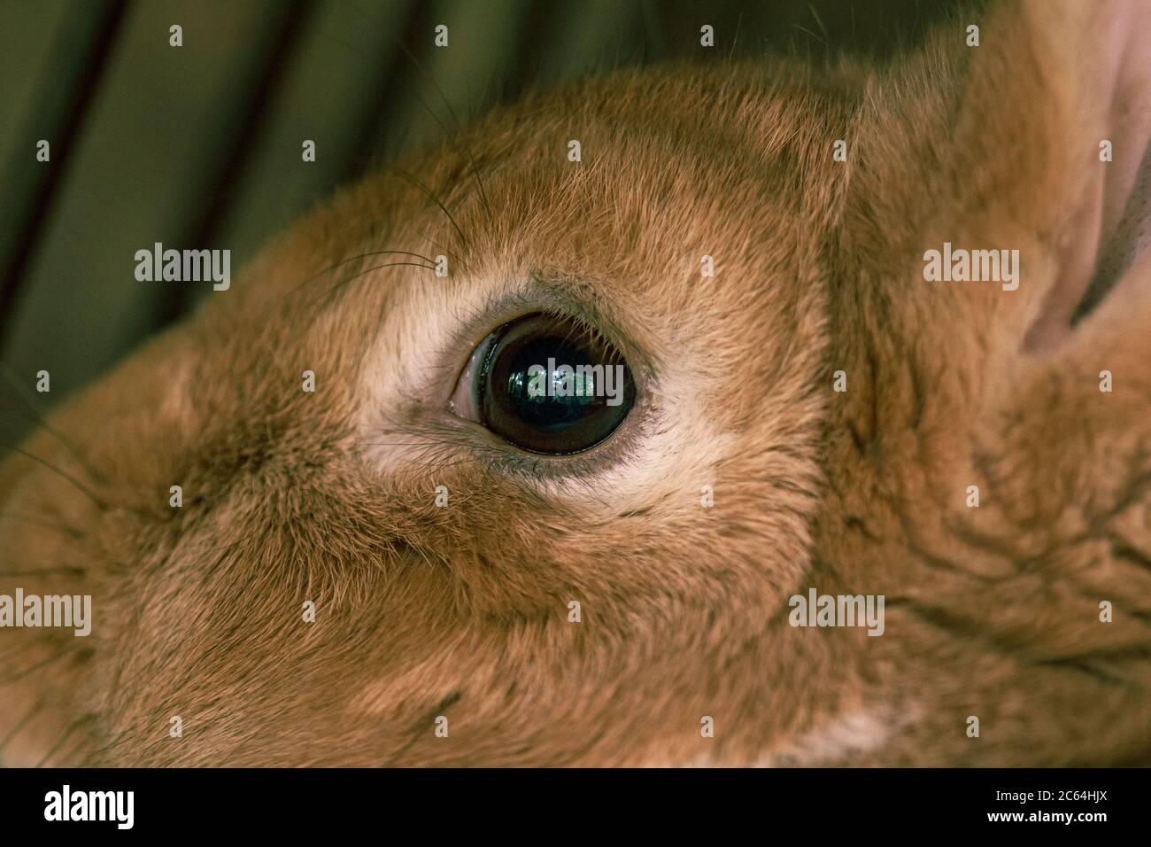 Fluffy farm animal rabbit eyes, adult mummy in cage Stock Photo Alamy