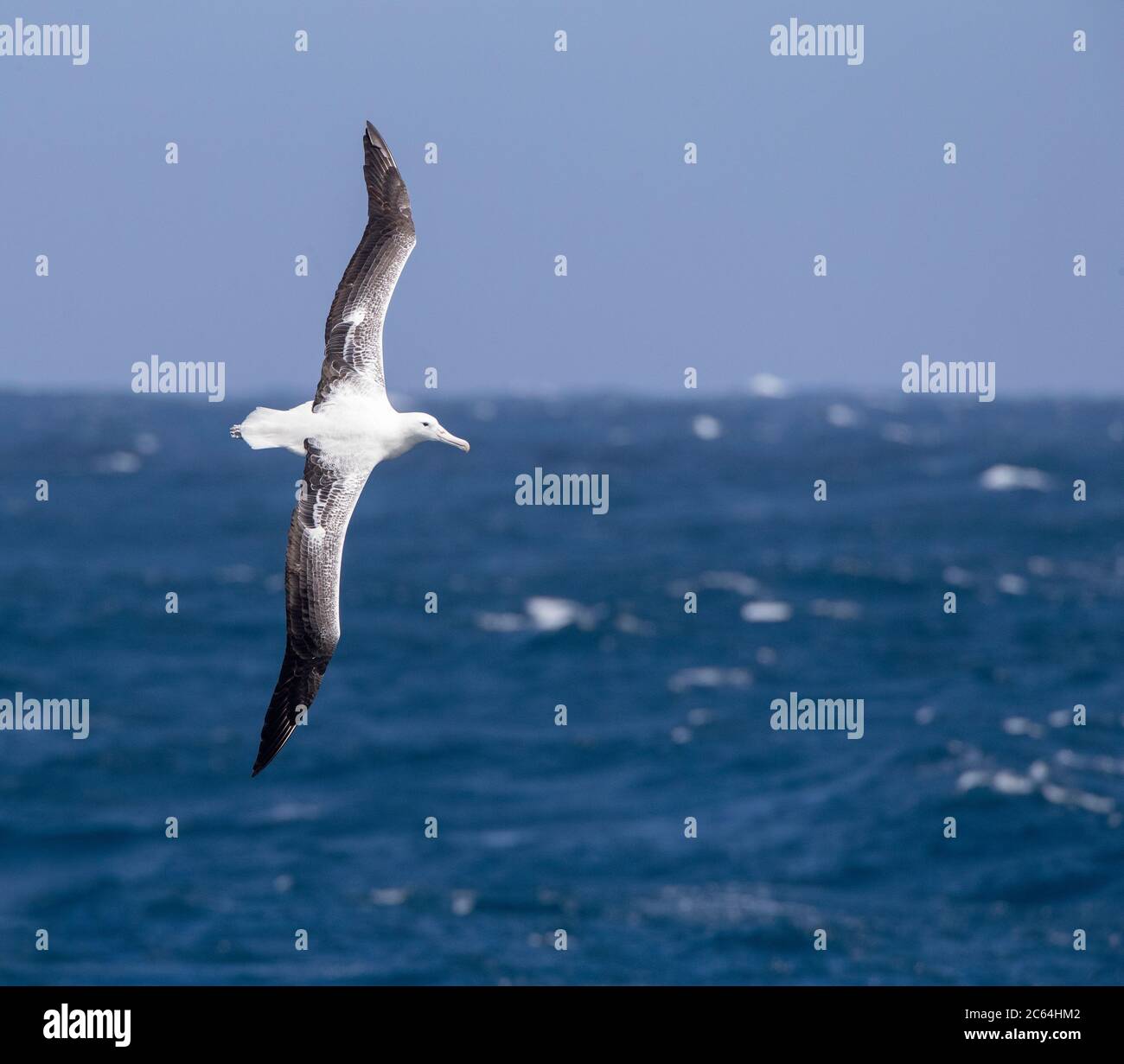 Auckland islands and albatross hi-res stock photography and images - Alamy