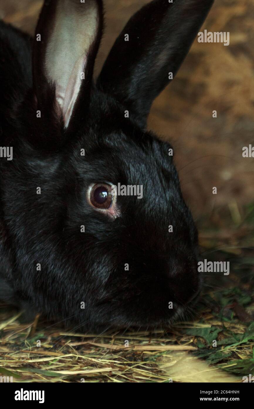 Fluffy farm animal black rabbit boy in cage Stock Photo