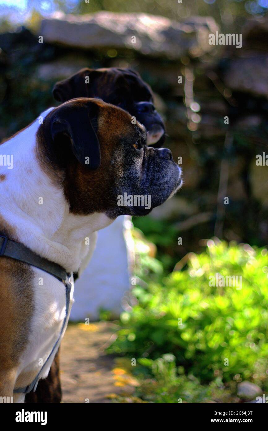 beautiful boxer dog  portrait, sitting outdoors and looking away Stock Photo