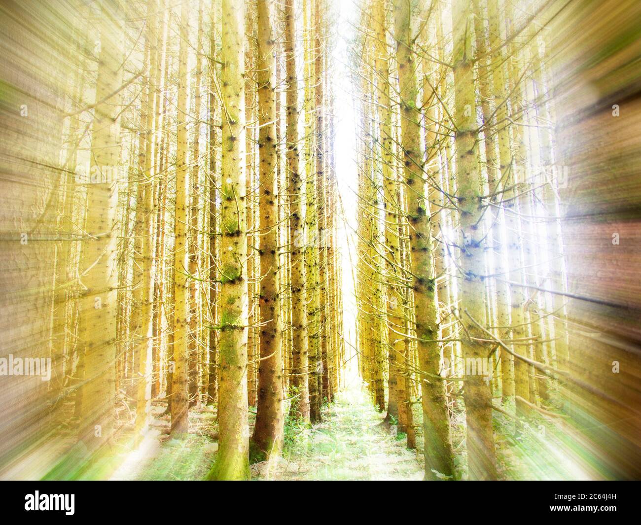 Forest linear Stock Photo