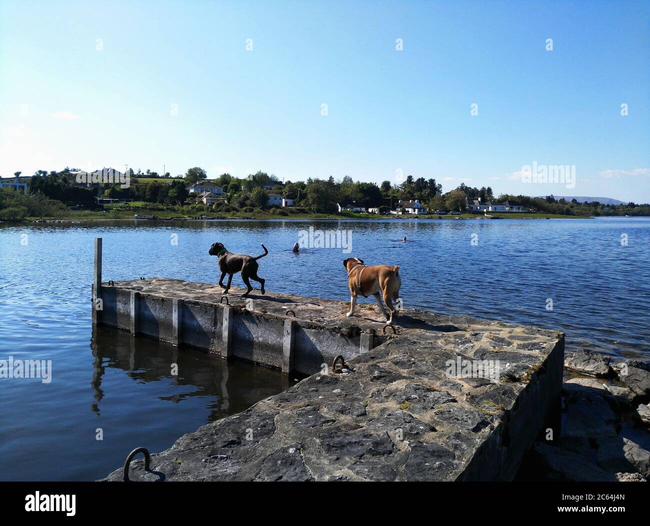 boxer dogs at the lake , Lough Corrib, Galway, Ireland Stock Photo