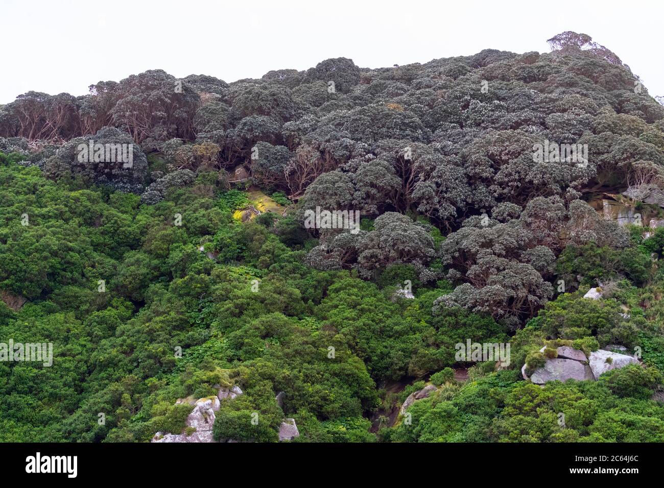 Coastal woodland on The Snares, Subantarctic New Zealand. Steep hill covered in native green vegetation. Stock Photo