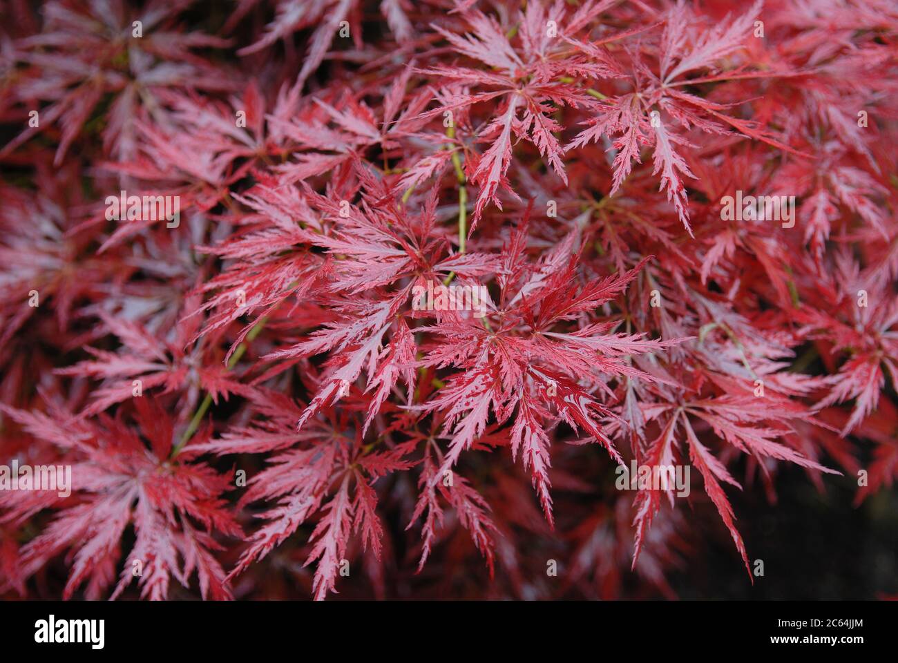 Acer palmatum Orangeola Stock Photo