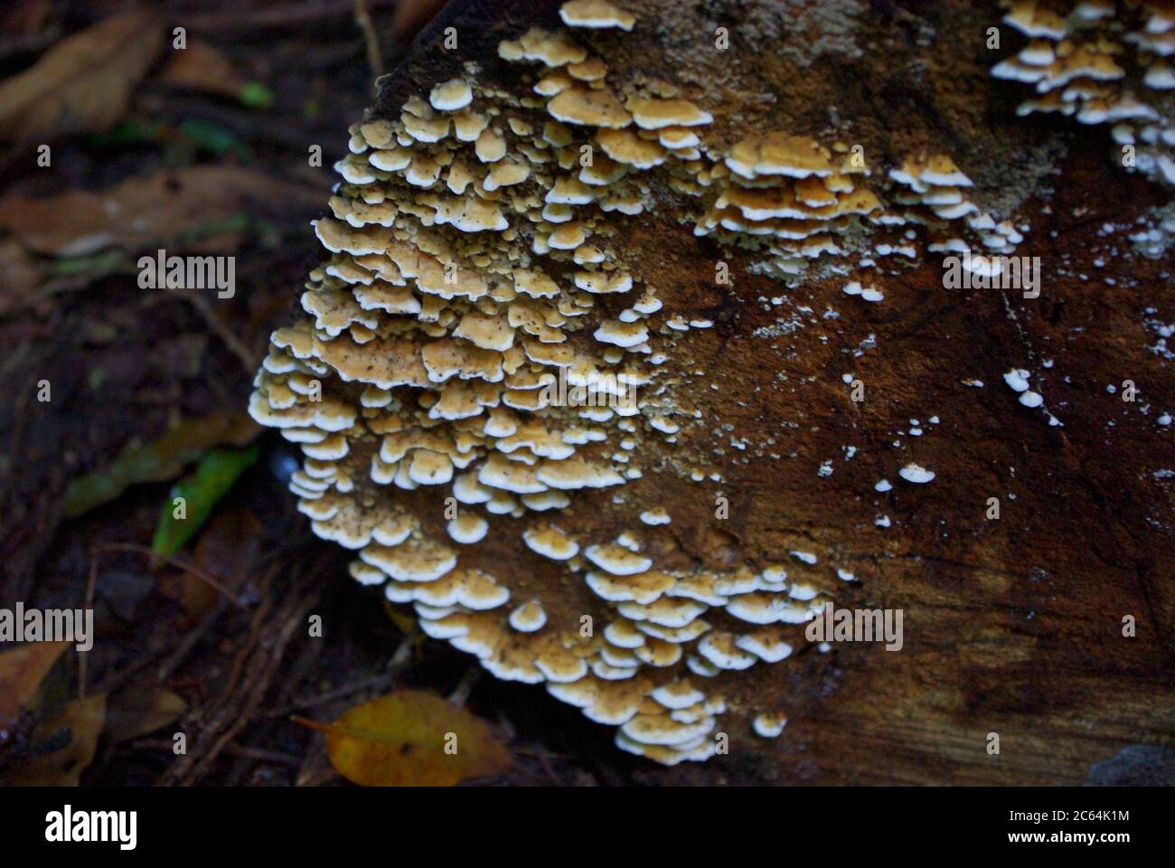 Fungi at work on an old fallen tree trunk in Mary Cairncross Scenic Reserve Queensland Stock Photo
