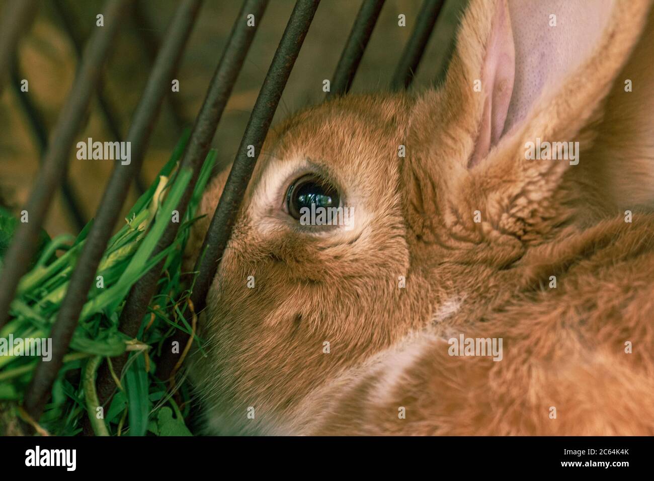 Fluffy farm animal rabbit eyes, adult mummy in cage Stock Photo