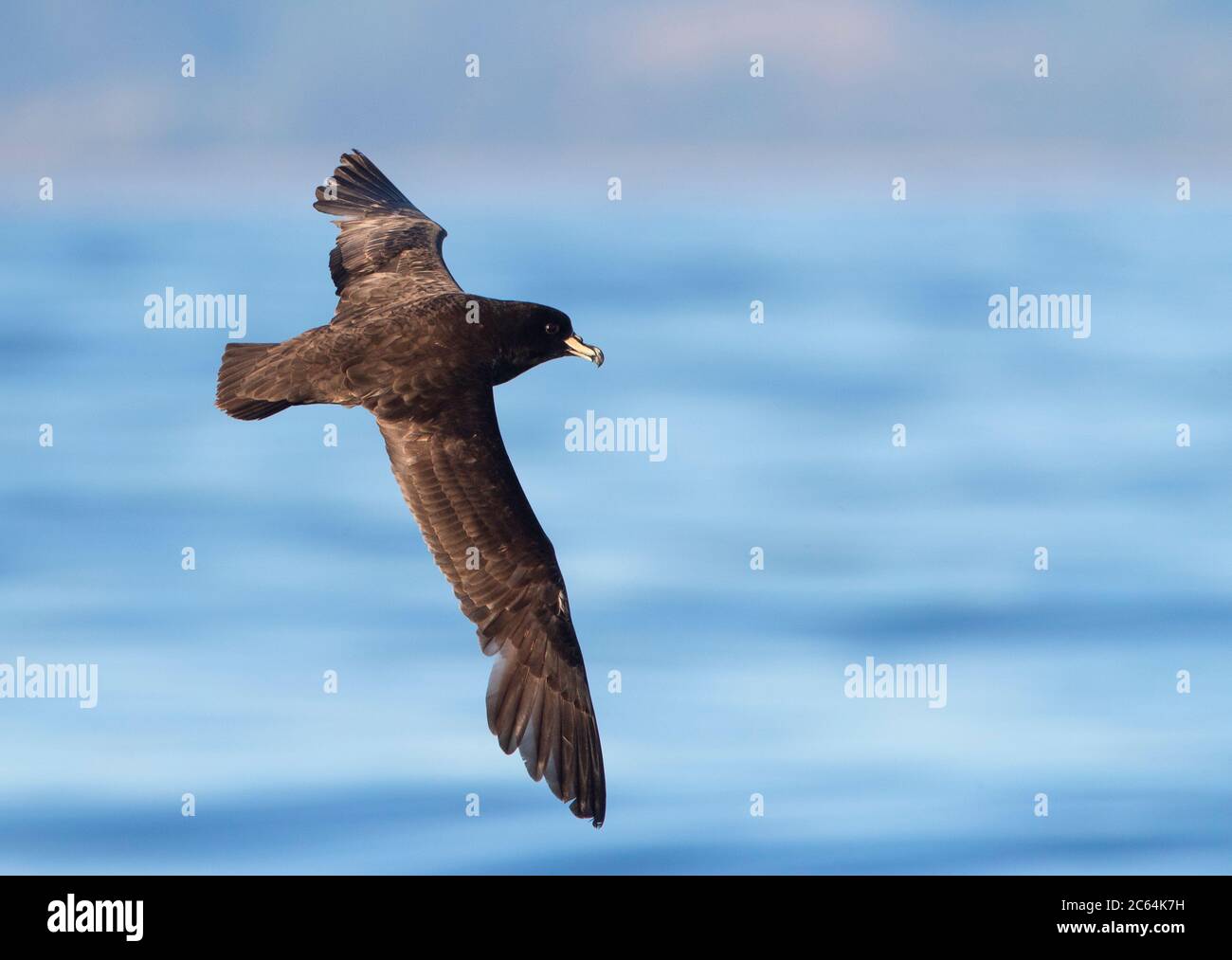 Westland Petrel (Procellaria westlandica) at sea in southern pacific ocean off Kaikoura in New Zealand. Gliding past. Stock Photo