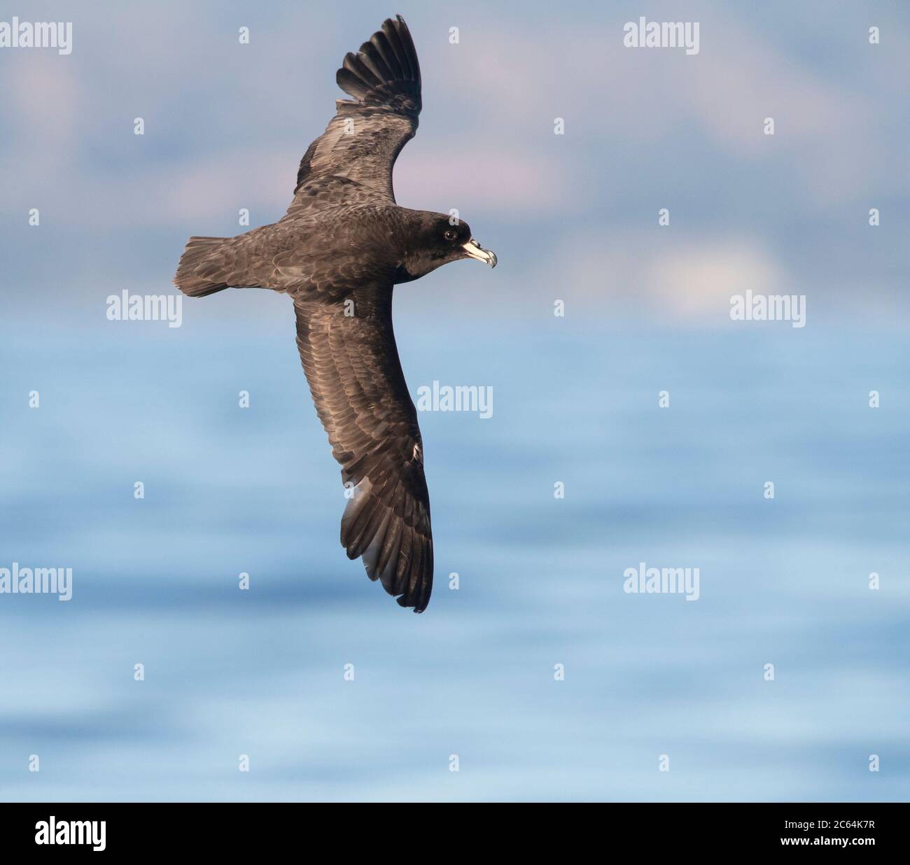 Westland Petrel (Procellaria westlandica)  in the southern pacific ocean off Kaikoura in New Zealand. Flying over the sea. Stock Photo