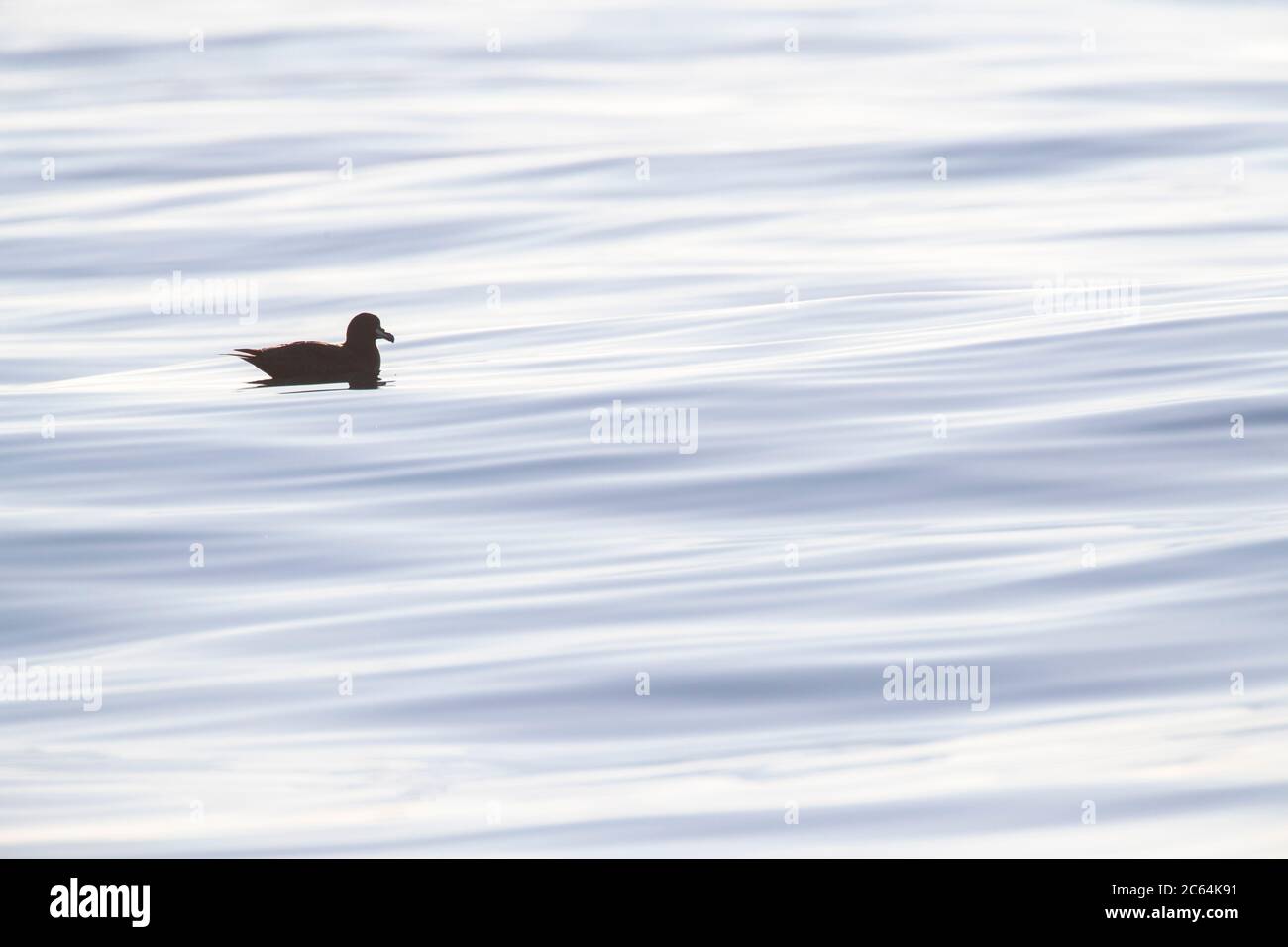 Westland Petrel (Procellaria westlandica) at sea off Kaikoura in New Zealand. Swimming with backlight on an ocean surface with beautiful patterns. Stock Photo