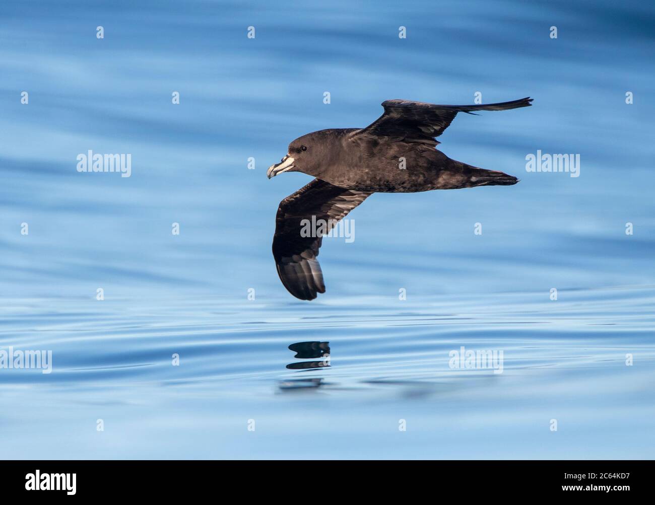 Westland Petrel (Procellaria westlandica) at sea in southern pacific ocean off Kaikoura in New Zealand. Gliding low over the sea surface. Stock Photo
