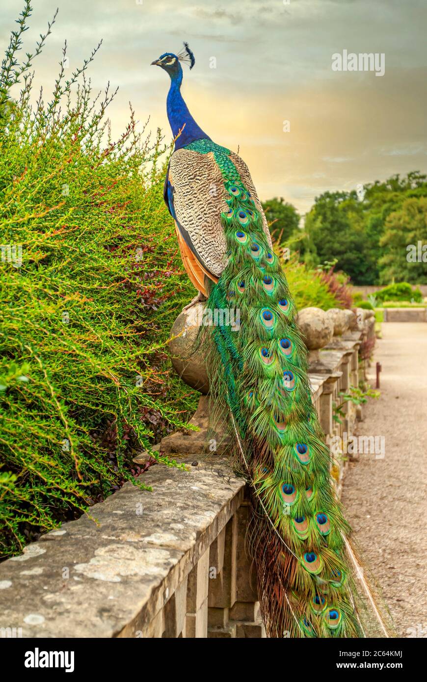 Colourful peacock standing on a wall in the garden of Newstead Abbey, Nottinghamshire, England, UK Stock Photo