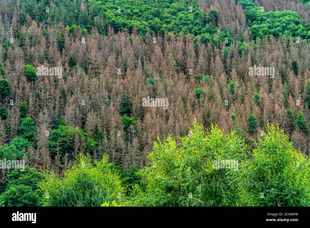 Above the Rur reservoir, damaged forest, forest dieback, dead spruces, by the bark beetle, climate change, Heimbach, NRW, Germany Stock Photo
