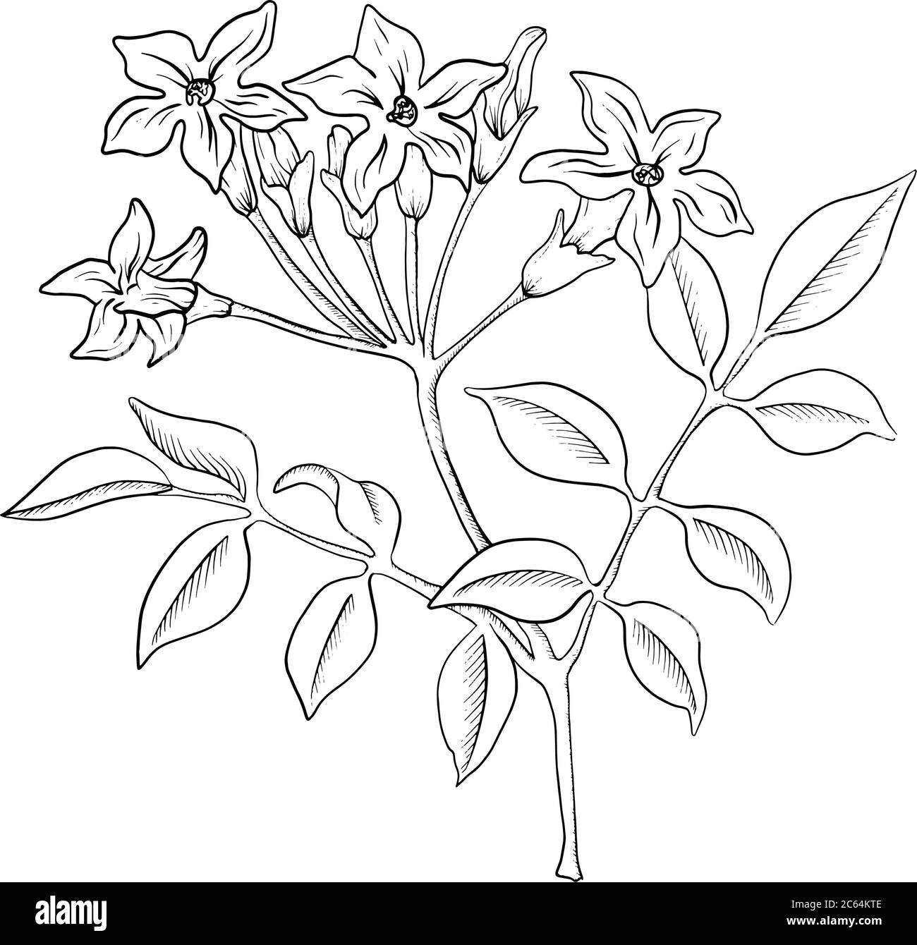 Vector Jasmine flower line-art hand drawn sketch illustration ...