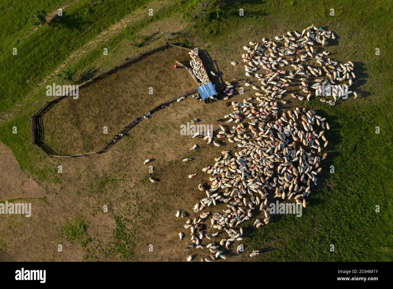 Aerial view of herd of sheep marked with colored paint grazing near a