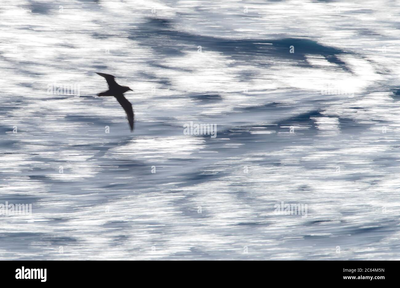 White-chinned Petrel (Procellaria aequinoctialis) flying above the southern pacific ocean off New Zealand. Photographed with slow shutterspeed and bac Stock Photo