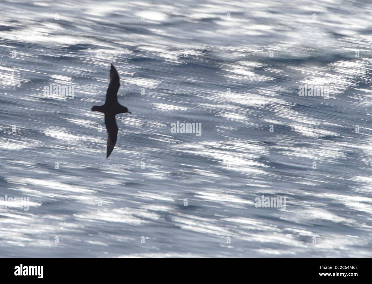 White-chinned Petrel (Procellaria aequinoctialis) flying over the subantarctic pacific ocean south of New Zealand. Photographed with slow shutterspeed Stock Photo