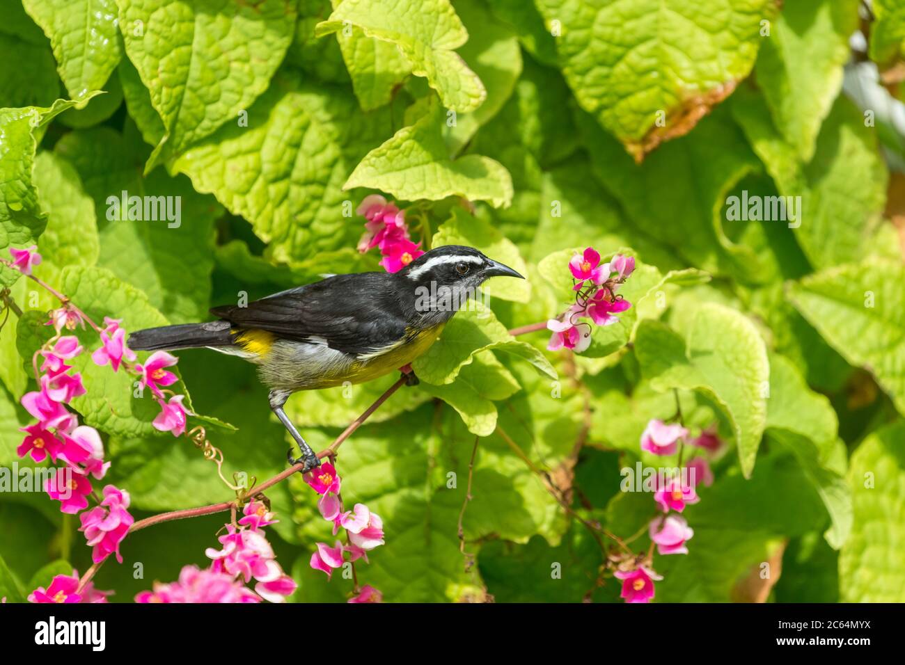 Trinidad and tobago bird hi-res stock photography and images - Alamy