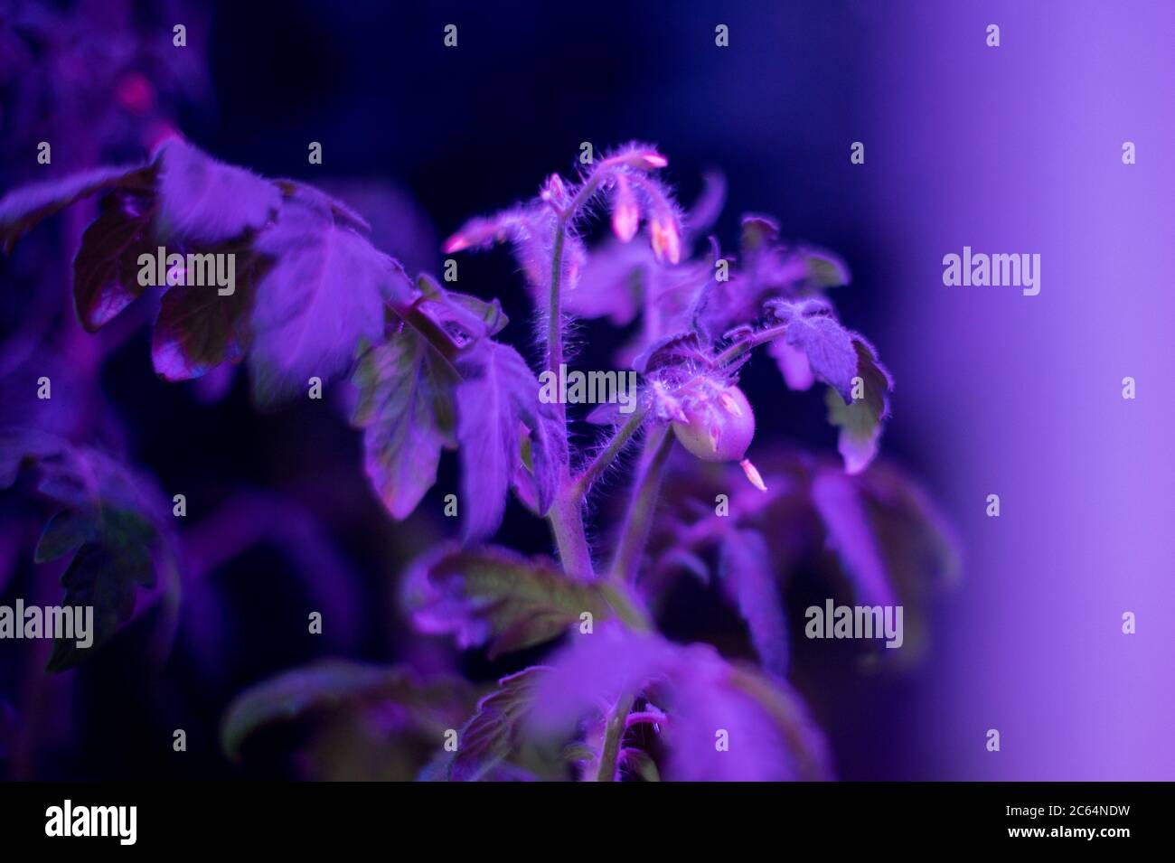 Tomato plants growing under LED hydroponic lights. Tiny little green tomato Stock Photo Alamy