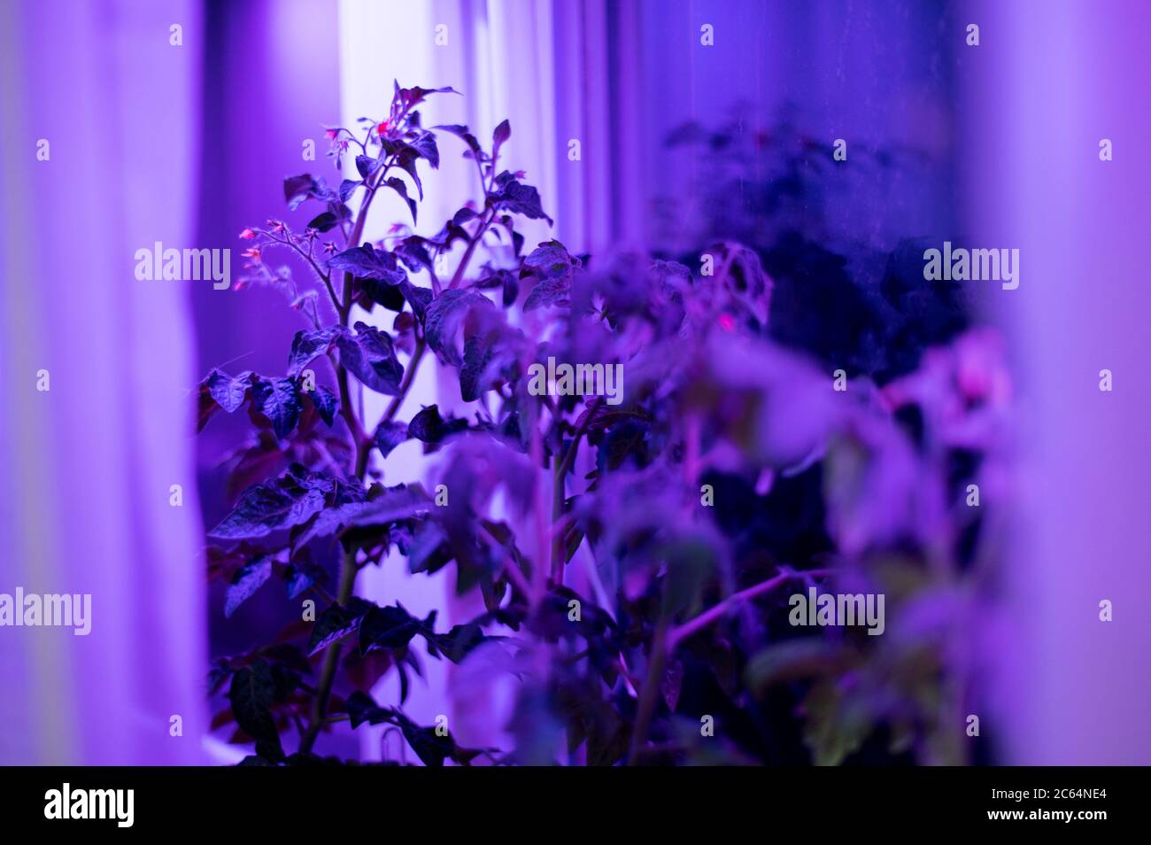 Tomato plants growing under LED hydroponic lights. Phyto light lamps for plants Stock Photo