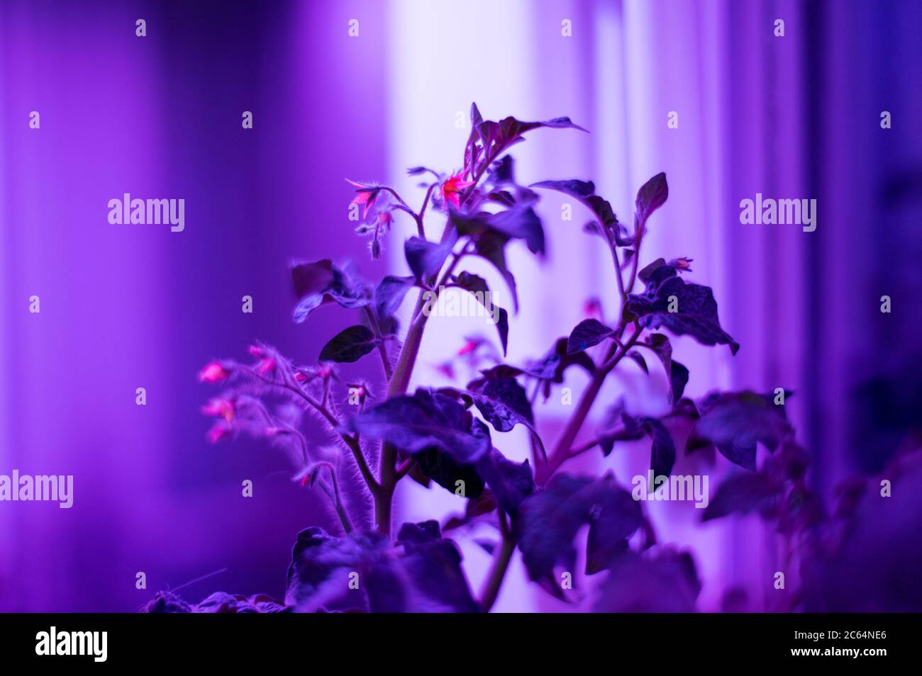 Tomato plants growing under LED hydroponic lights. Industrial cultivation of plants under