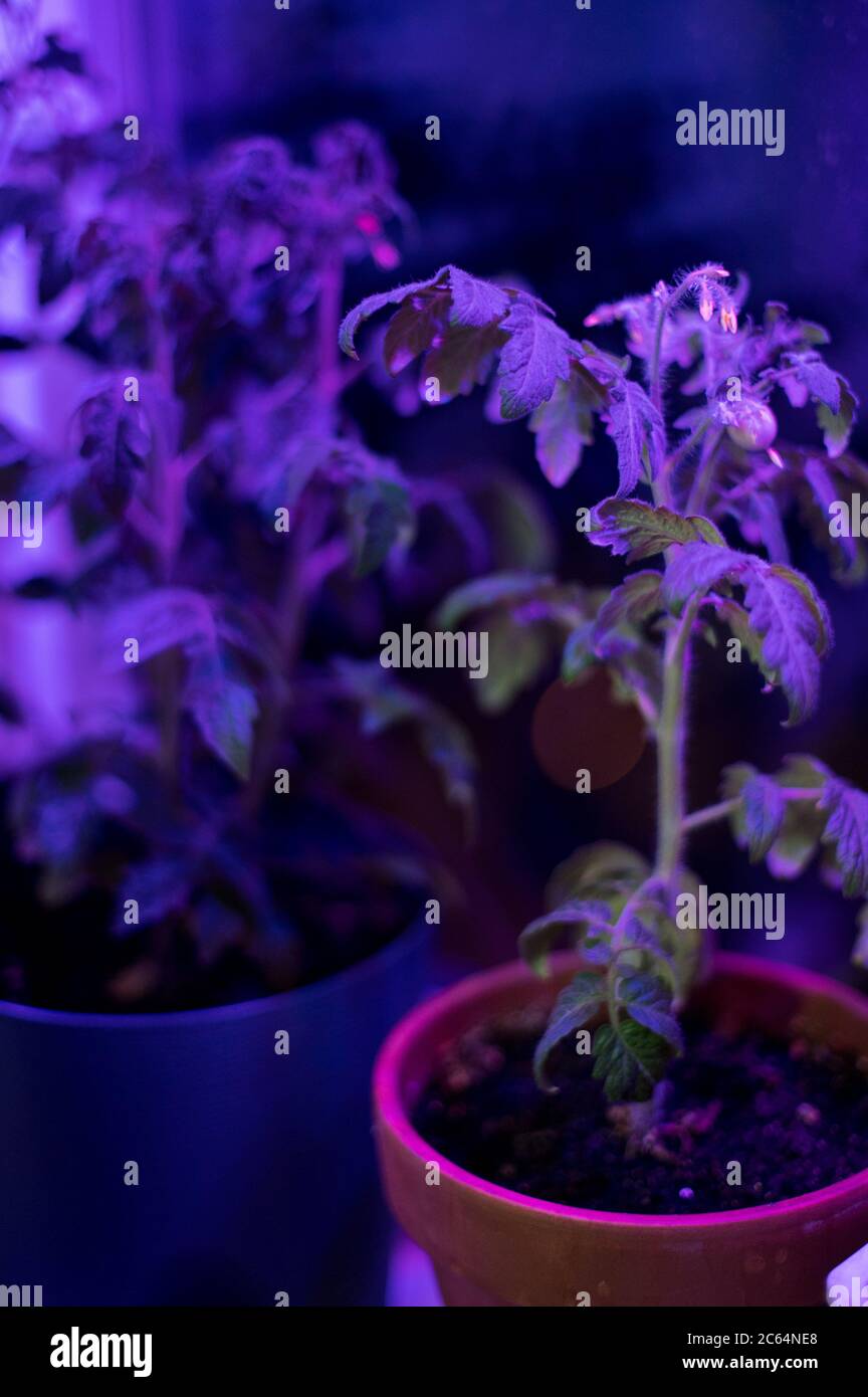 Hydroponic farm led hires stock photography and images Alamy