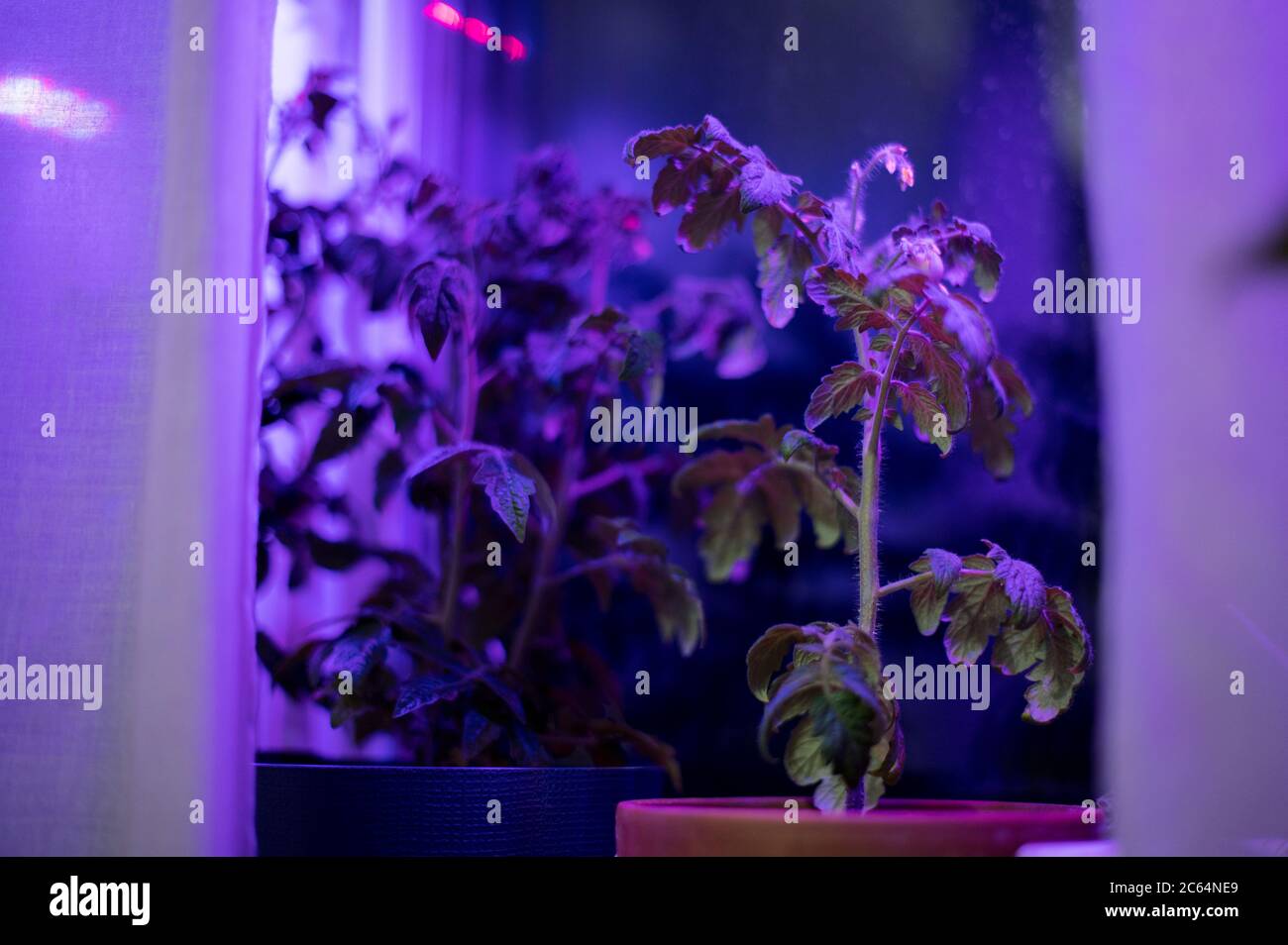 Tomato plants growing under LED hydroponic lights. Industrial