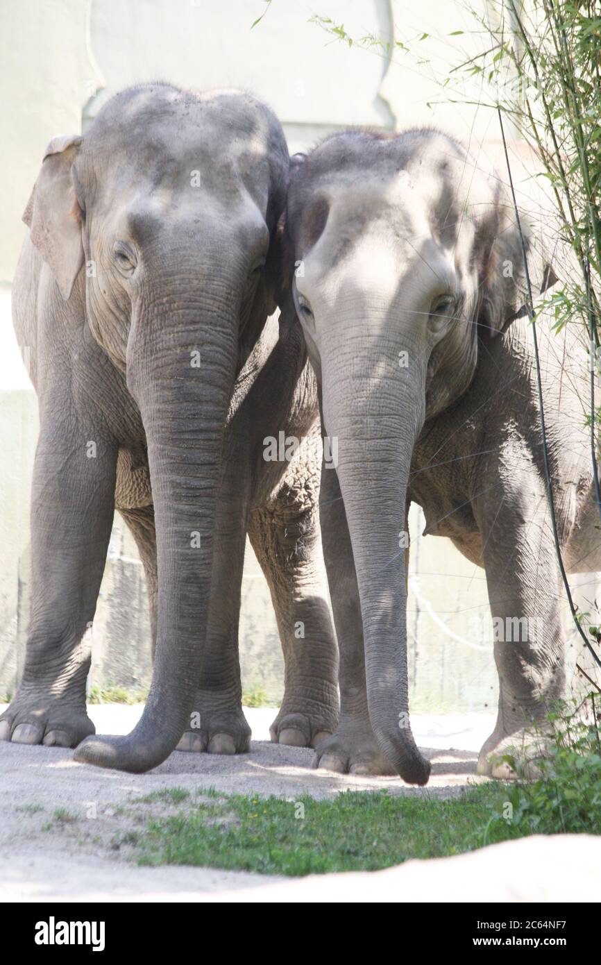 asiatischer Elephant Stock Photo
