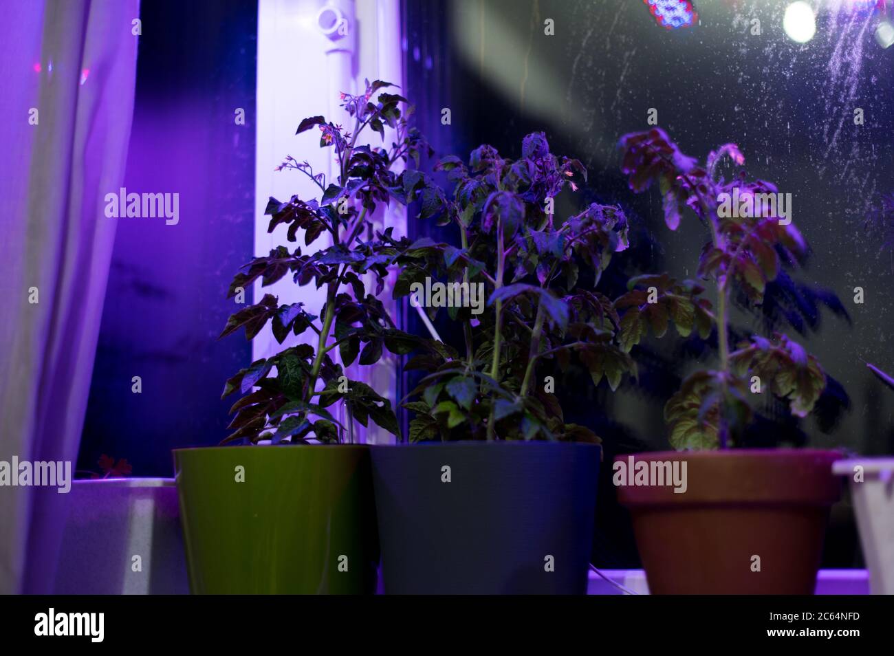 Tomato Plants Growing Under Led Hydroponic Lights Phyto Light Lamps For Plants Stock Photo Alamy