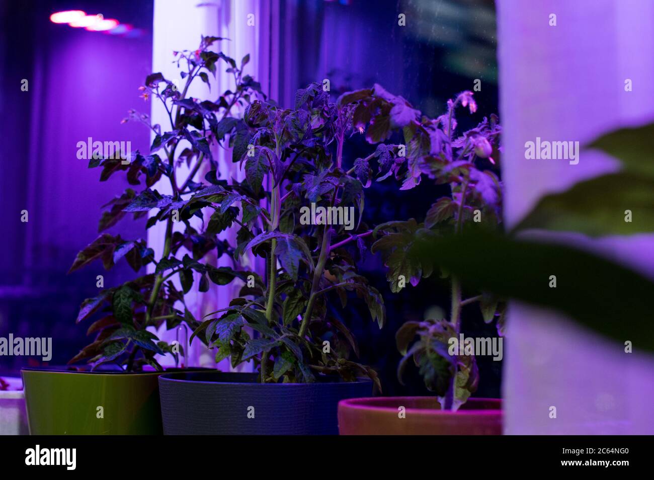 Tomato plants growing under LED hydroponic lights Stock Photo Alamy