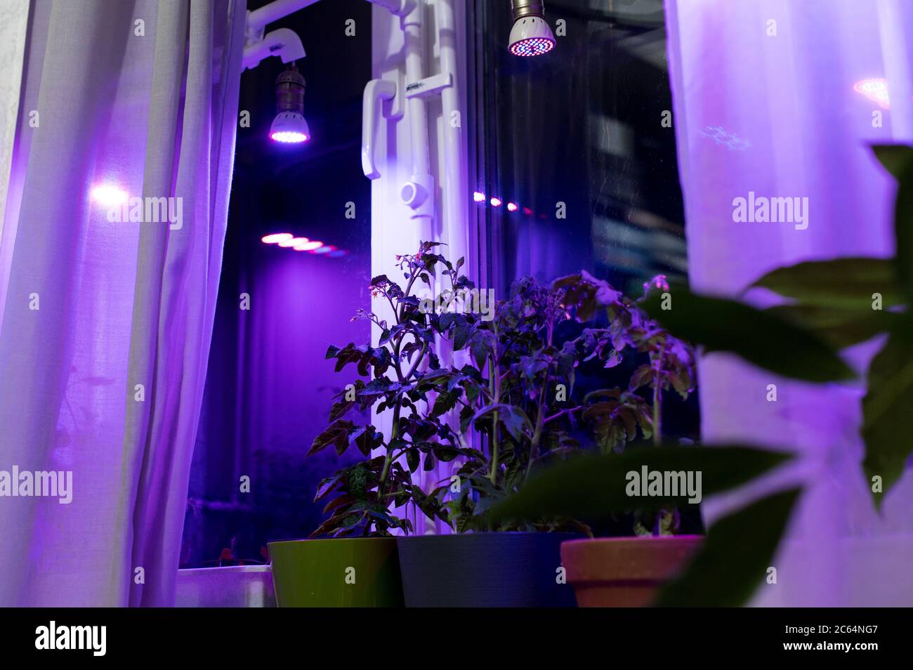 Tomato plants growing under LED hydroponic lights Stock Photo Alamy