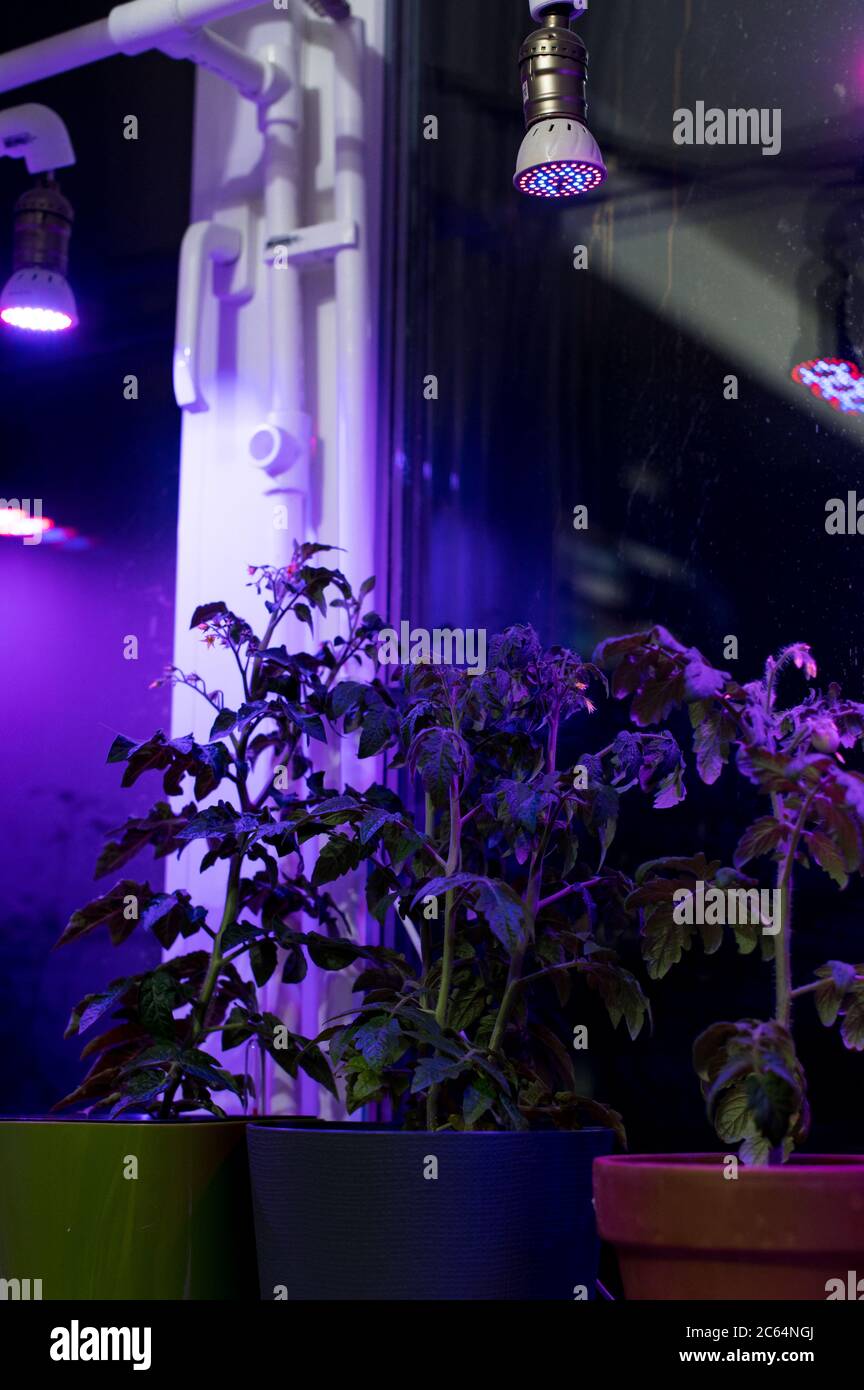 Tomato plants growing under LED hydroponic lights. Industrial