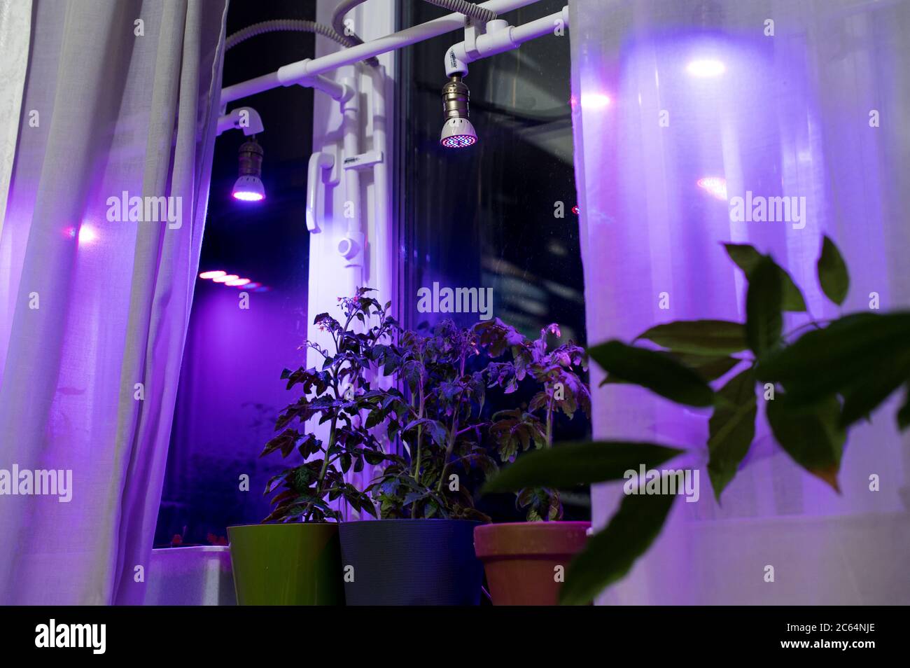 Tomato plants growing under LED hydroponic lights. Industrial