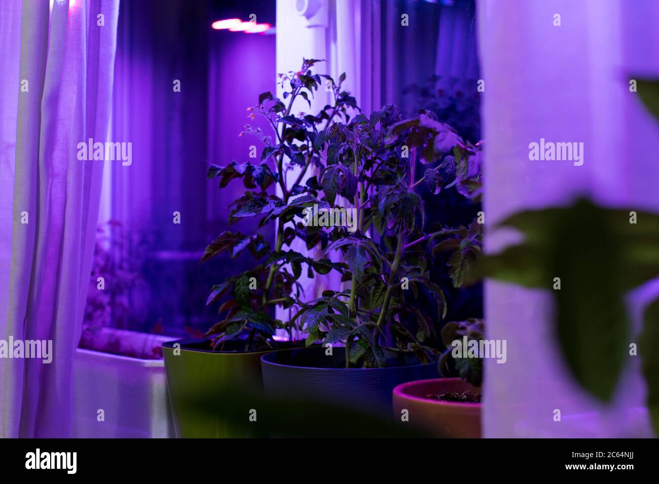 Tomato plants growing under LED hydroponic lights. Industrial