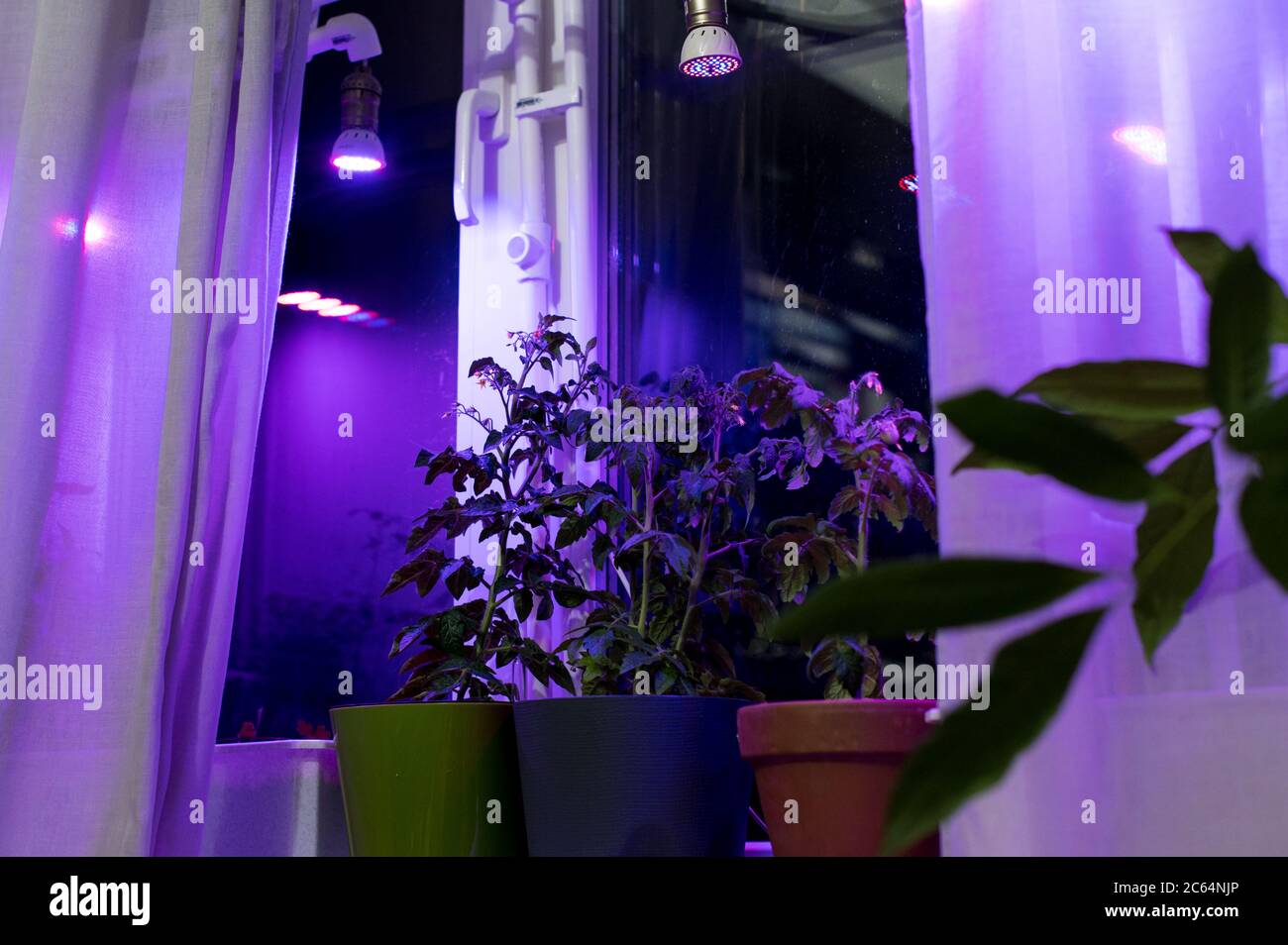 Tomato plants growing under LED hydroponic lights Stock Photo Alamy